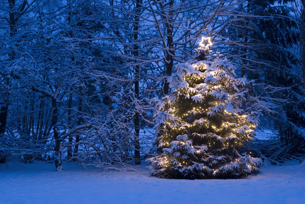 natural christmas tree with christmas lights and lighted star on top during dawn is standing out in the snow and has snow on the branches the scene is in a frozen blue color