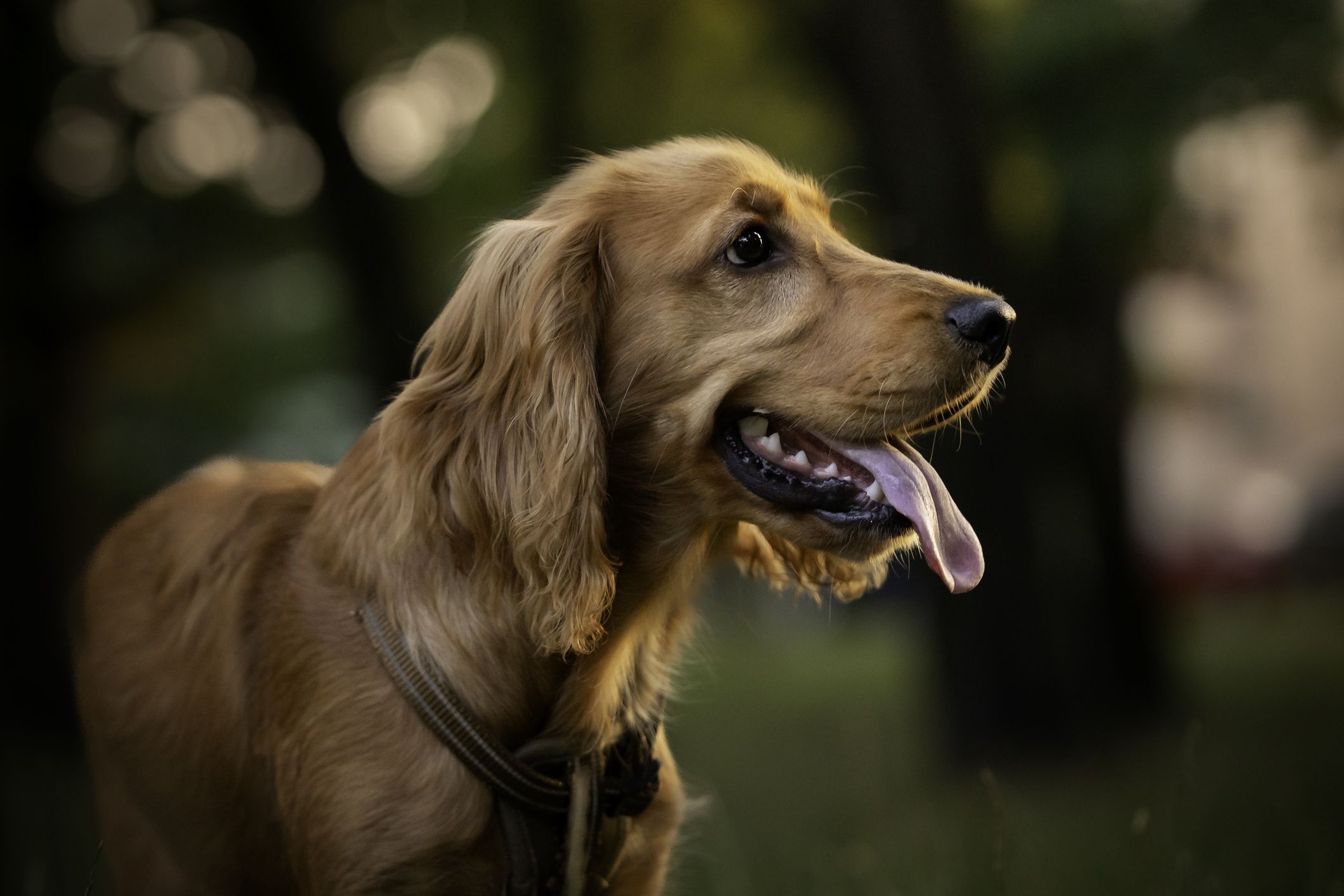 son los cocker spaniels buenos perros de senderismo