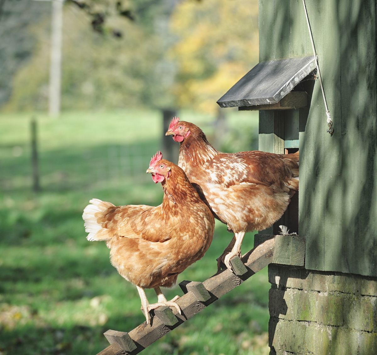 two hens standing on a wooden ladder outside their henhouse