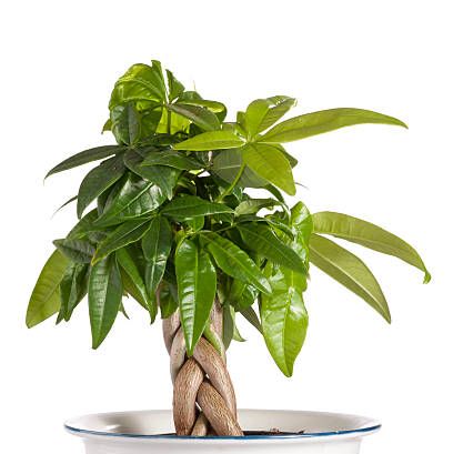 it goes by several names, including the good luck plant, the pachura money tree plant, and the malabar chestnut