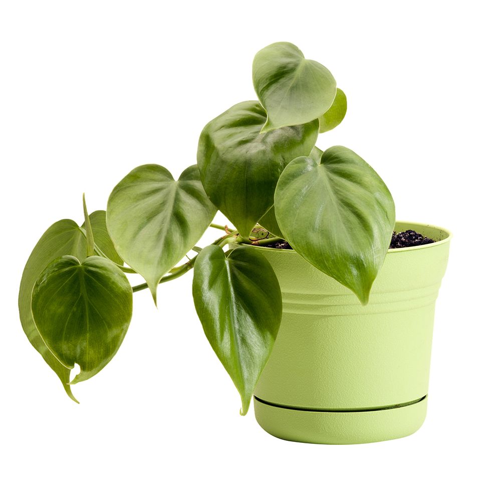Flowerpot, Leaf, Basil, Plant, Flower, Houseplant, Herb, Vegetable, Ocimum, Food, 