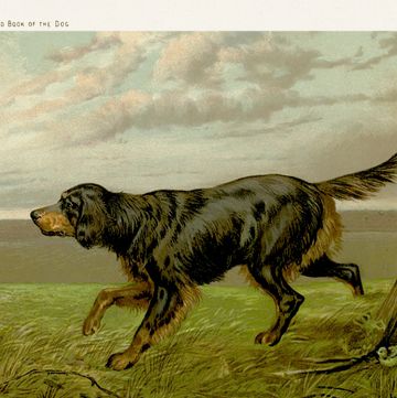 19th century purebred dog illustration exquisite vintage illustration, capturing the regal presence of a single distinguished purebred dog, symbolizing the timeless bond between humans and their loyal canine companions