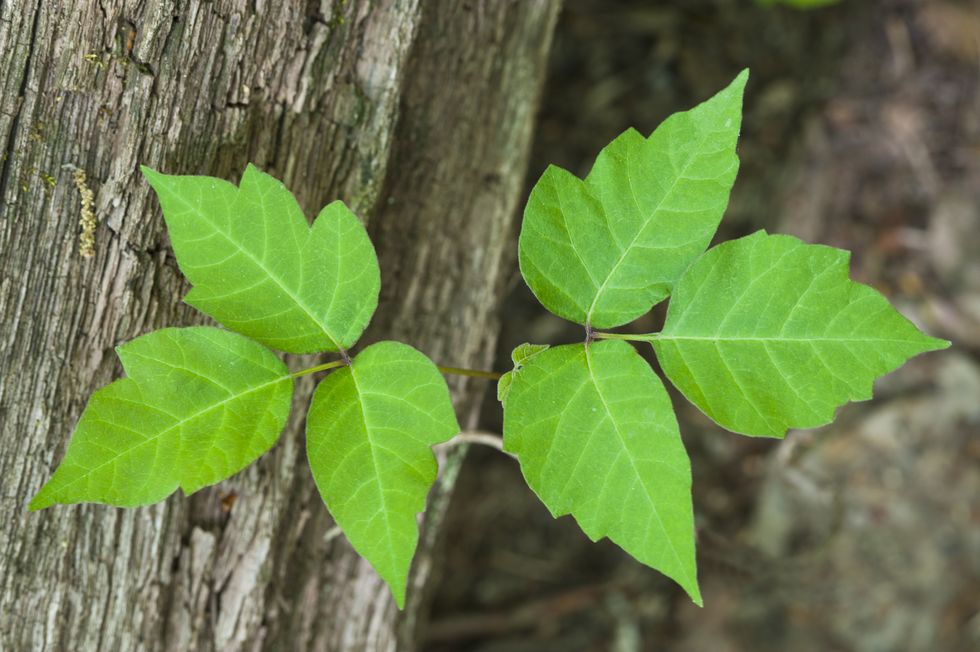 poison ivy, poisonous plant rhus radicans upright, climbing vine, or trailing shrub all parts of the plant can cause severe skin inflammation, itching, blistering extremely variable in form michigan