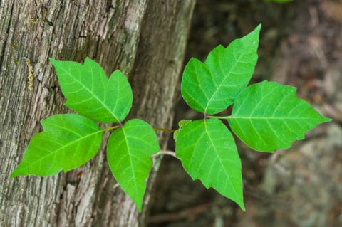 poisonous plants