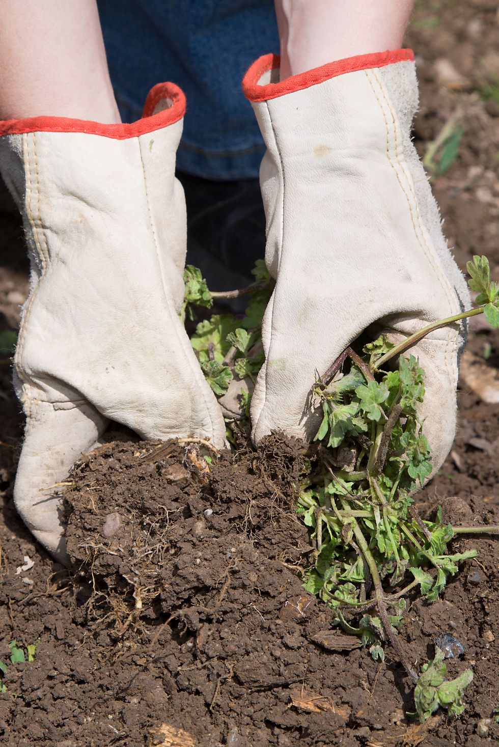 a close up of a gardeners gloved hands as they are pulling weeds in freshly worked soil