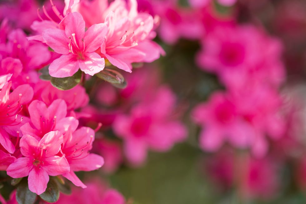 pink azaleas