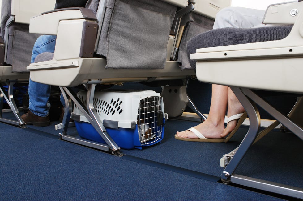 passenger traveling with their pet dog pet carrier is stowed under the seat