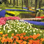 colorful tulips and other spring flowers in the keukenhof gardens, the netherlands