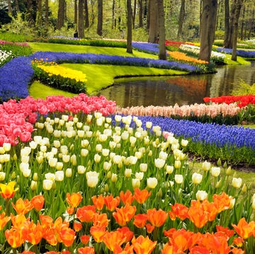 colorful tulips and other spring flowers in the keukenhof gardens, the netherlands