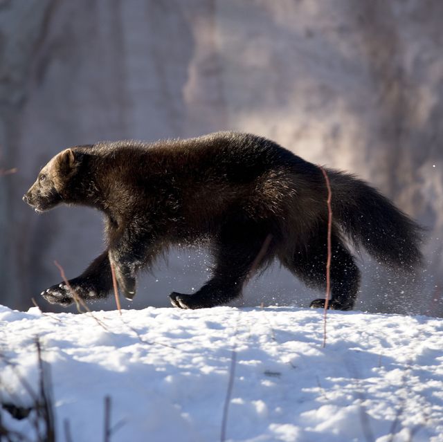 the wolverine gulo gulo is the largest land dwelling species of the mustelidae or weasel family the giant otter is largest overall in the genus gulo meaning glutton it is also called the glutton or carcajou