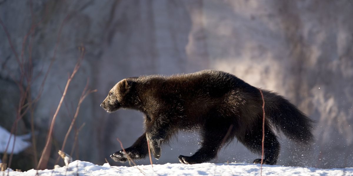 At Last, the Incredibly Rare Wild Wolverine Has Reappeared