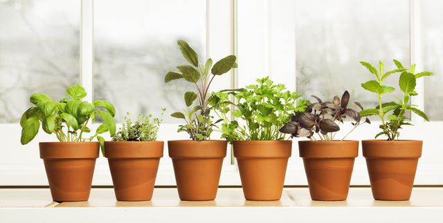 indoor herb plant garden in flower pots by window sill