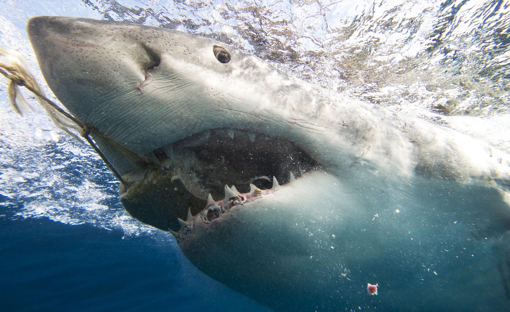 Il video impressionante dei peggiori attacchi di squali di sempre