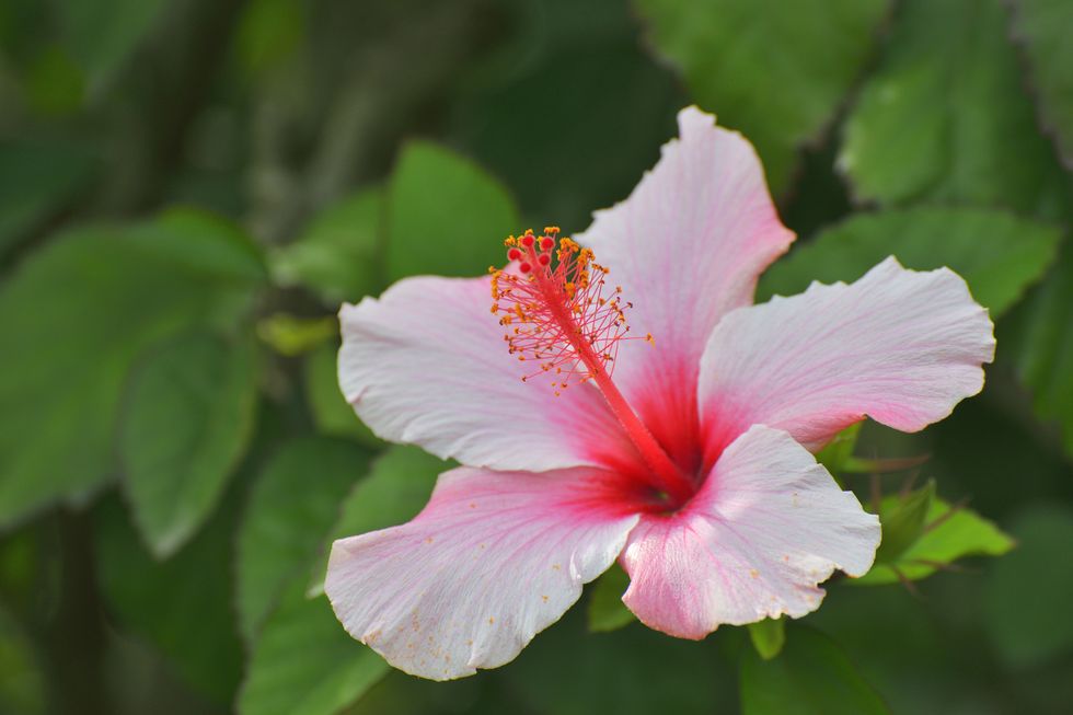 flor del hibisco