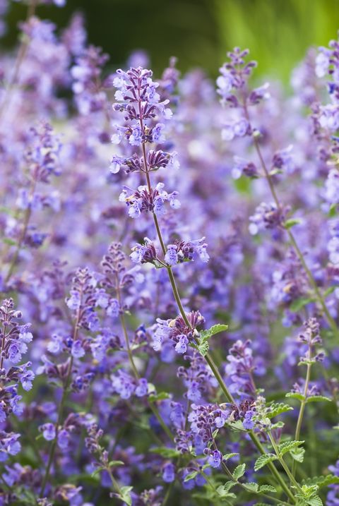 cottage flowers like catmint