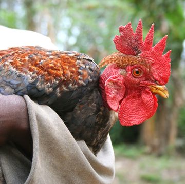 a rooster standing on a person's hand