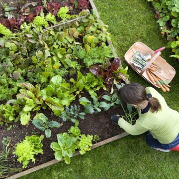 birds eye view of a woman gardener weeding an organic vegetable garden with a hand fork, while kneeling on green grass and wearing red wellington boots