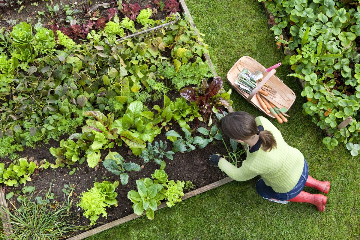 birds eye view of a woman gardener weeding an organic vegetable garden with a hand fork, while kneeling on green grass and wearing red wellington boots