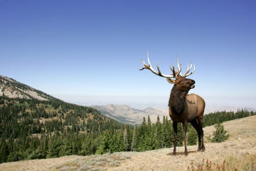 elk