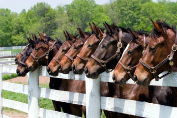 nine thoroughbred horses all in a row by a fence on a kentucky farm