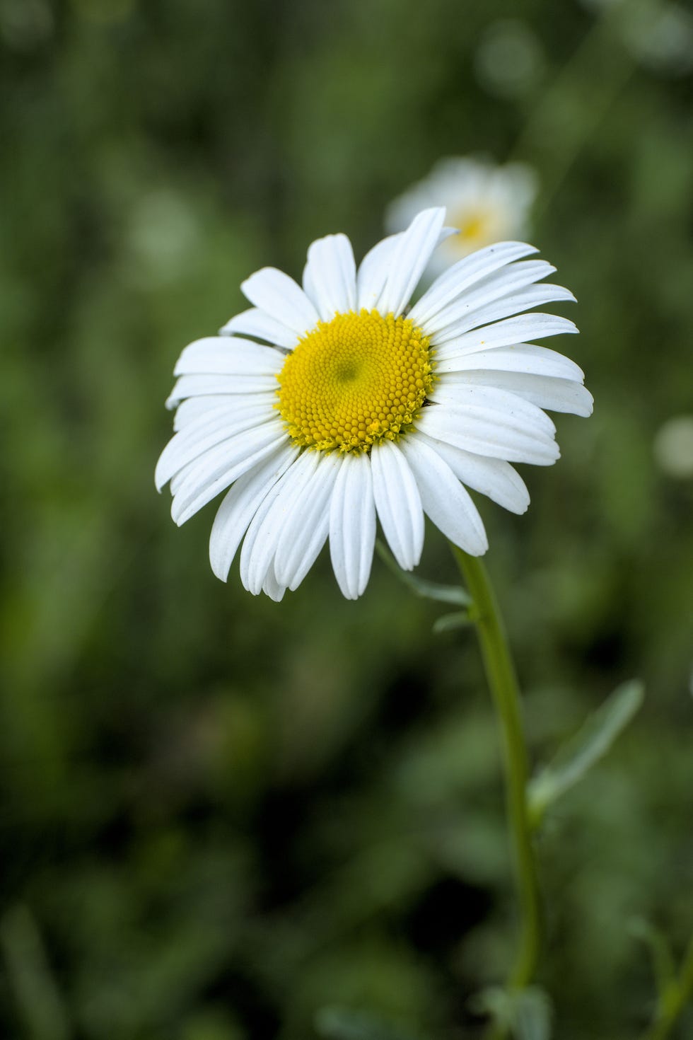 white flowers with yellow center