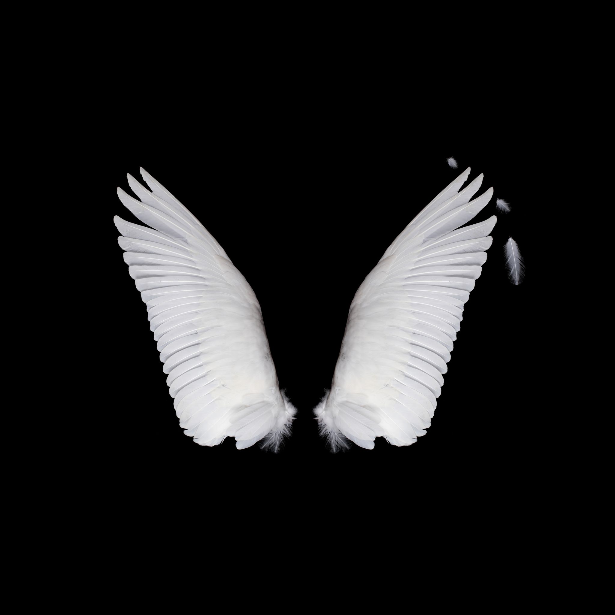 wings isolated on black background