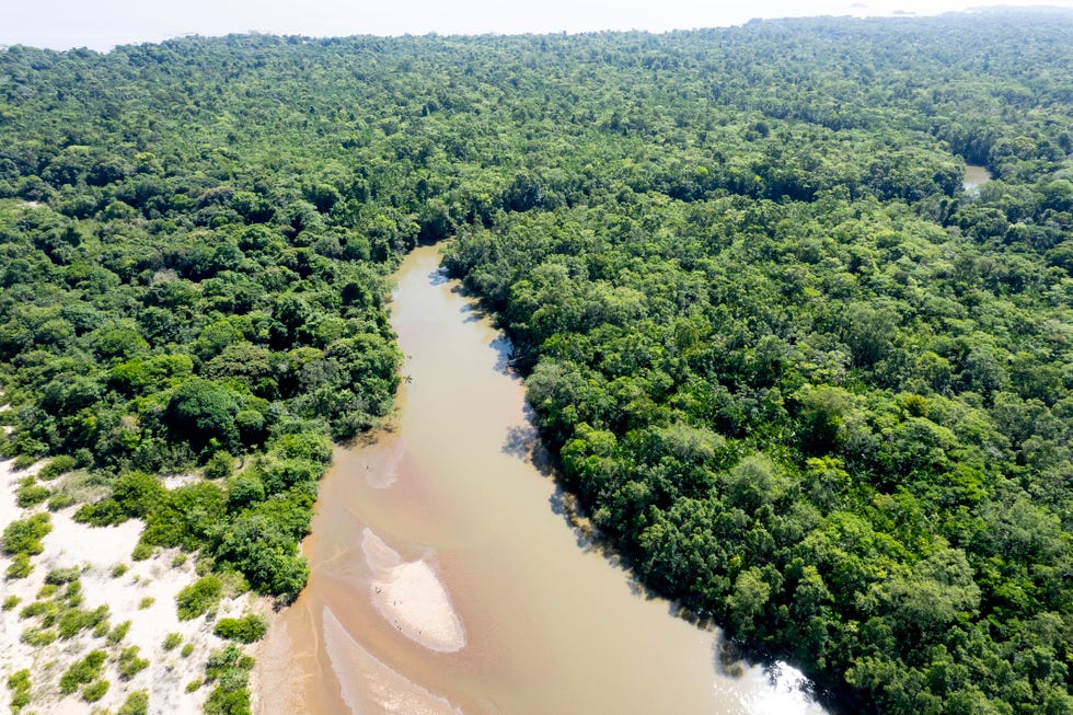 La foresta amazzonica sta scomparendo, prima di quanto crediamo