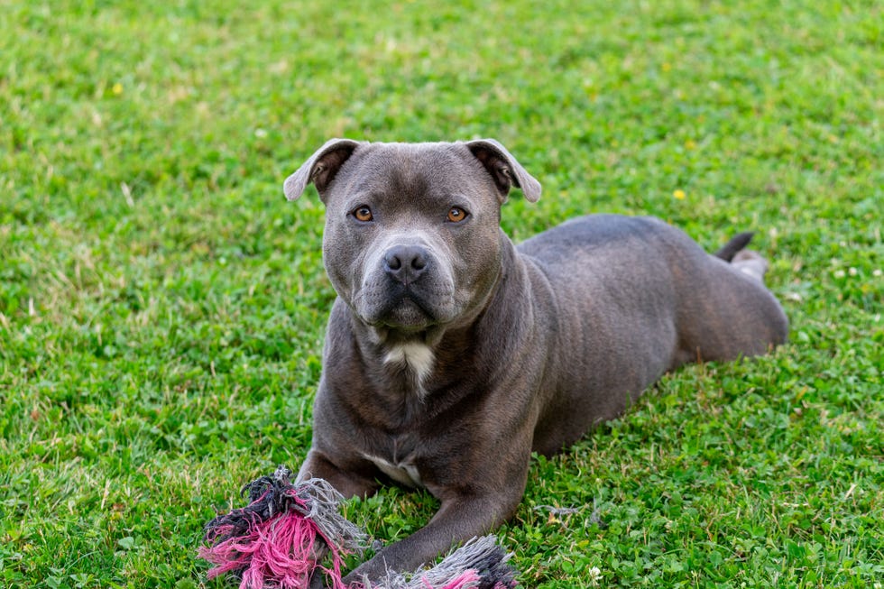 son los staffordshire bull terriers inteligentes