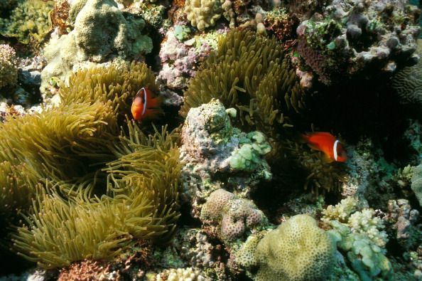 clownfish great barrier reef