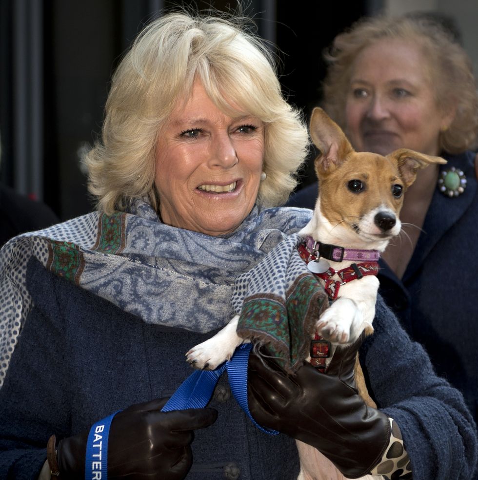The Duchess Of Cornwall Visits Battersea Cats And Dogs Home