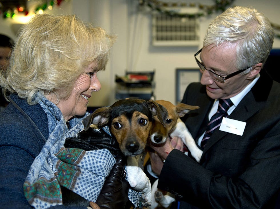 london, england december 12 camilla, duchess of cornwall stands next to television presenter paul ogrady while holding her two adopted dogs bluebell and beth during a visit to battersea dog and cats home on december 12, 2012 in london, england the duchess of cornwall as patron of battersea dog and cats home visited with her two jack russell terriers beth, a 3 month old who came to battersea as an unwanted puppy in august 2011 and bluebell a nine week old stray who was found wandering in a london park in september 2012 photo by adrian dennis wpa poolgetty images