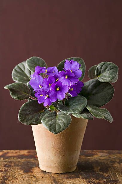 cat safe plants african violet