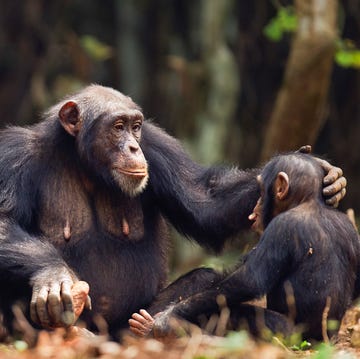 een chimpansee met haar jong