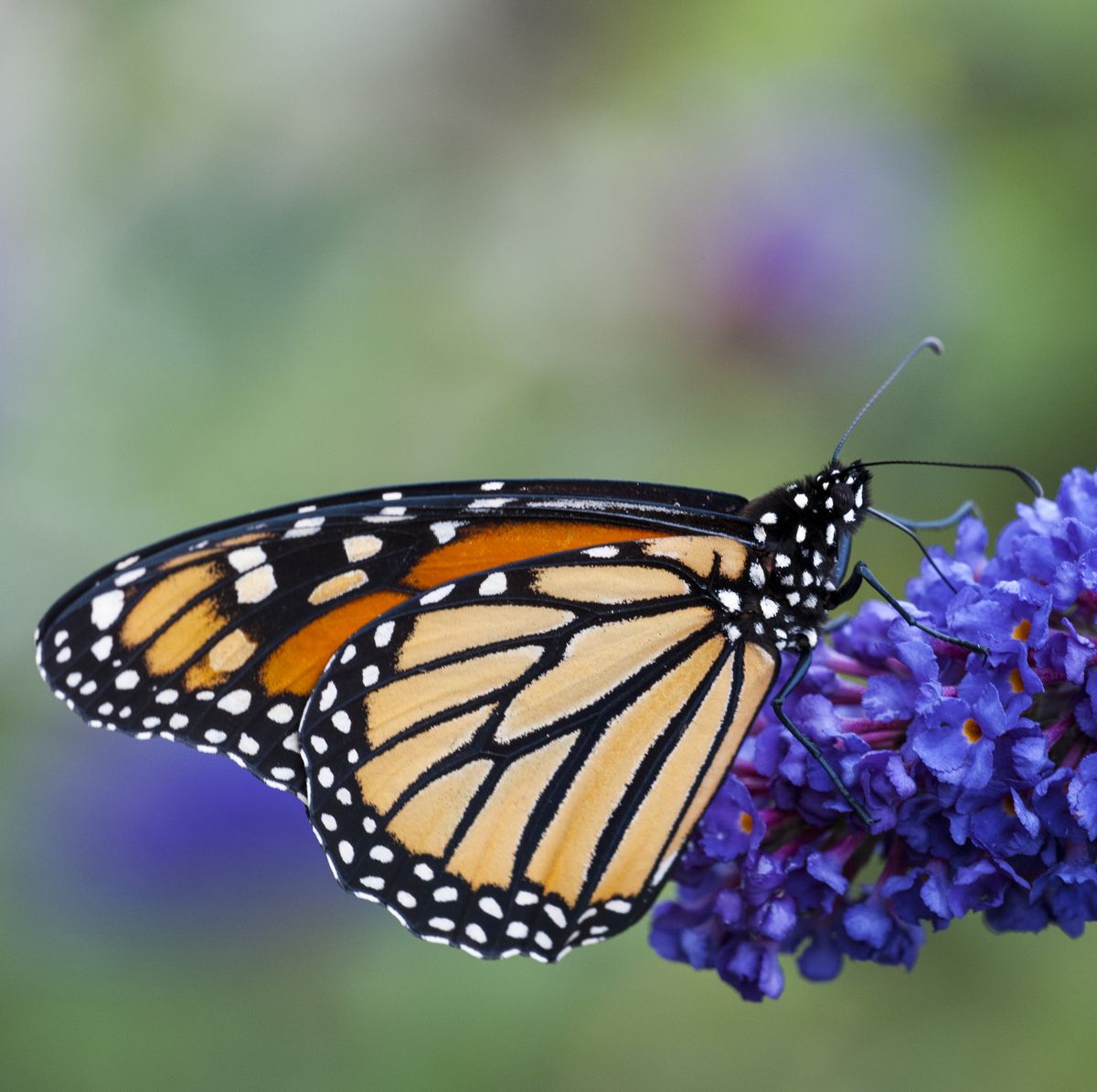 monarch butterfly necturing on butterfly bush