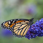 Monarch Butterfly necturing on Butterfly Bush
