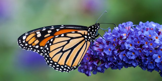 Monarch Butterfly necturing on Butterfly Bush