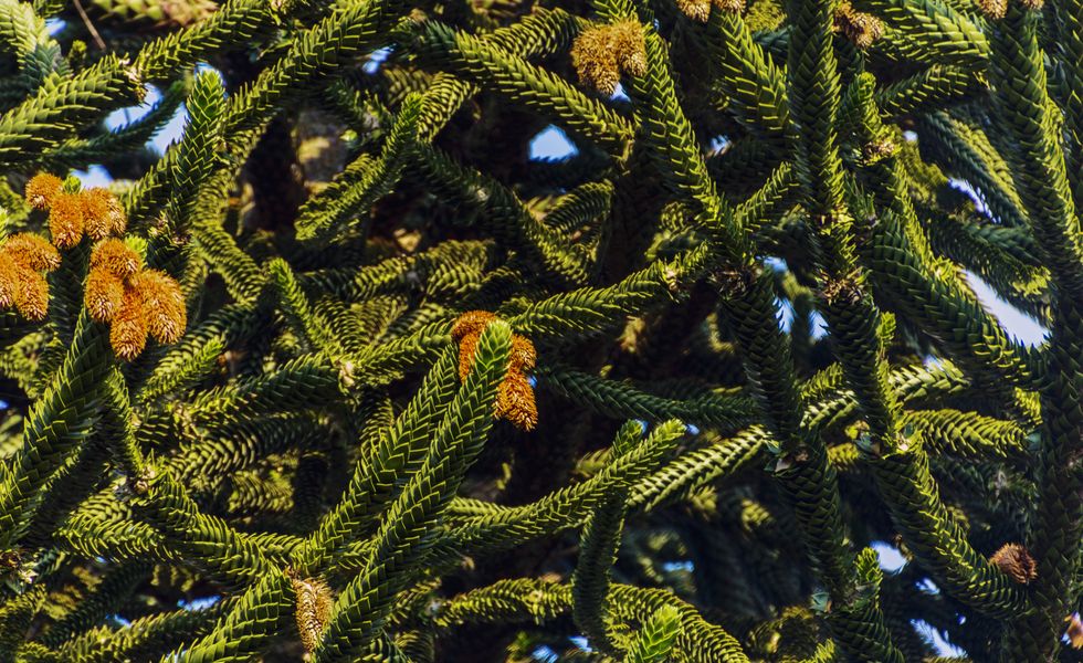 how to care for a monkey puzzle tree
