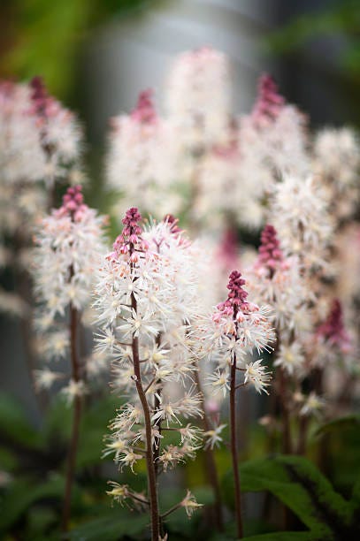 patch of blossoming foamflowers cottage garden in spring