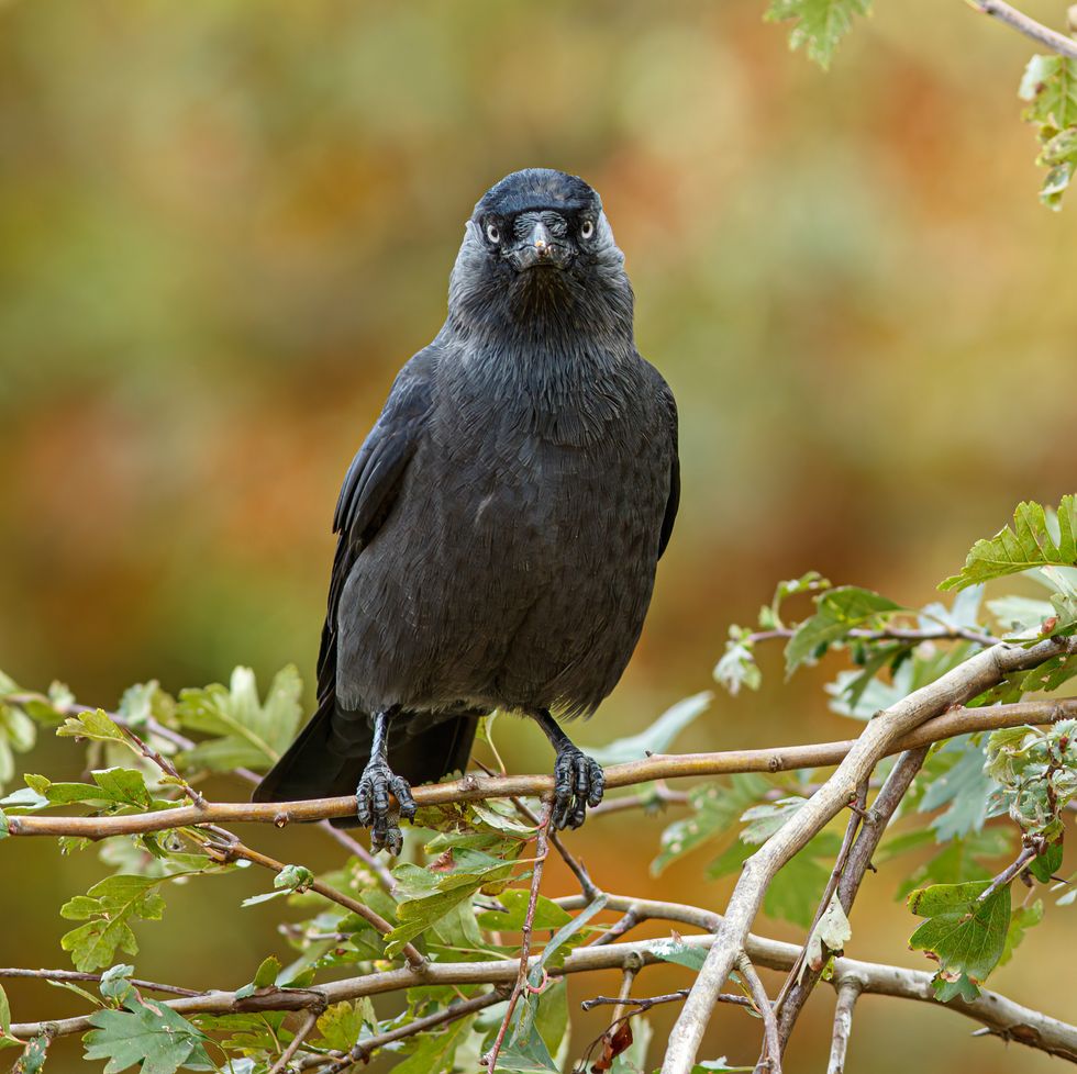 western jackdaw coloeus monedula perched on a branch on october 13, 2018 in richmond park, london, uk