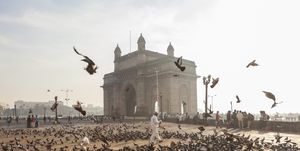 Pigeons, India Gate, Colaba, Mumbai, India