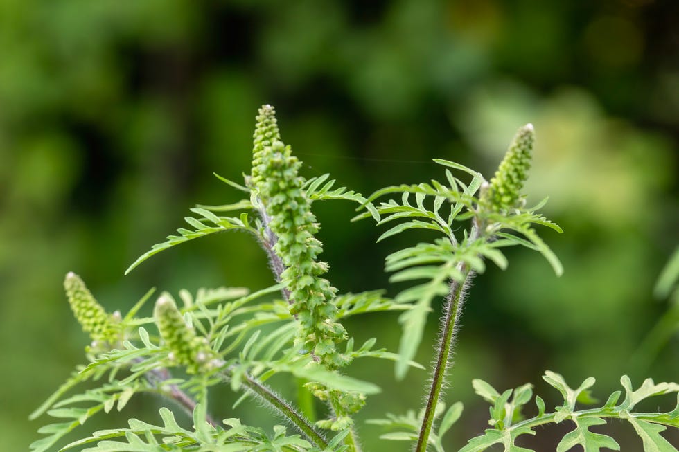 close up of a green ragweed plant outside