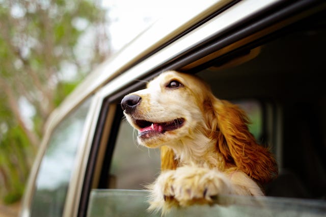 Dog in Car Window