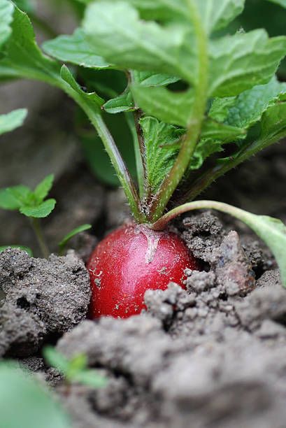 radish in ground