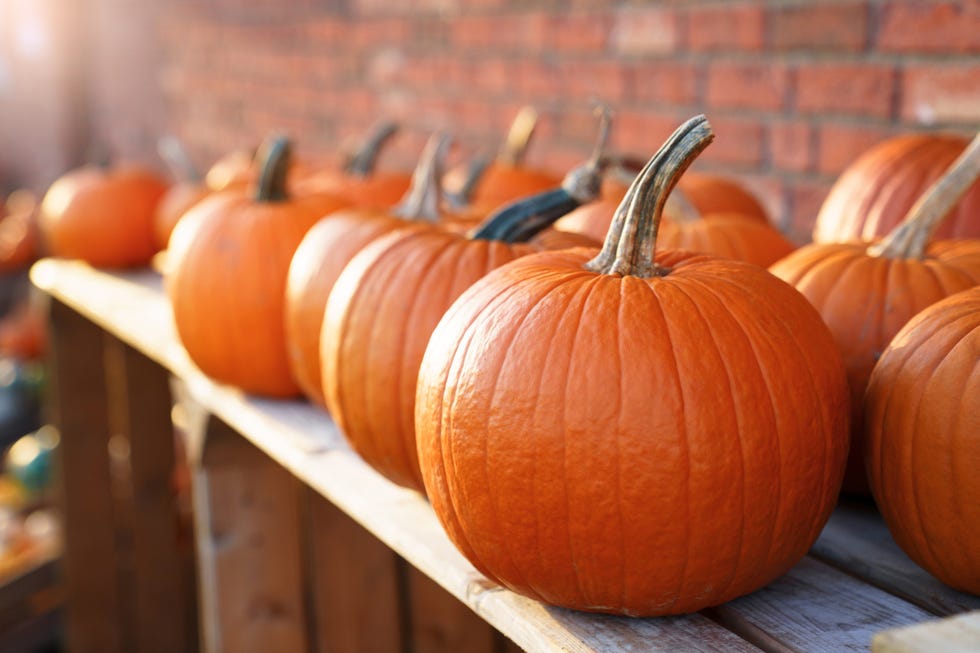 pumpkins market for halloween beautiful autumn shop outdoor fall harvest in farm store local holiday, jack o lantern seasonal homegrown organic vegetables and eco friendly food
