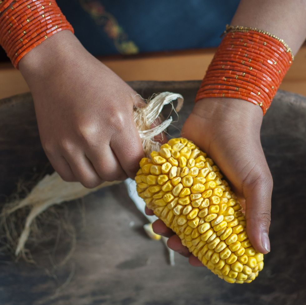 two pretty hands of an indigenous woman removing the dry leaves from an ear of corn high quality photo