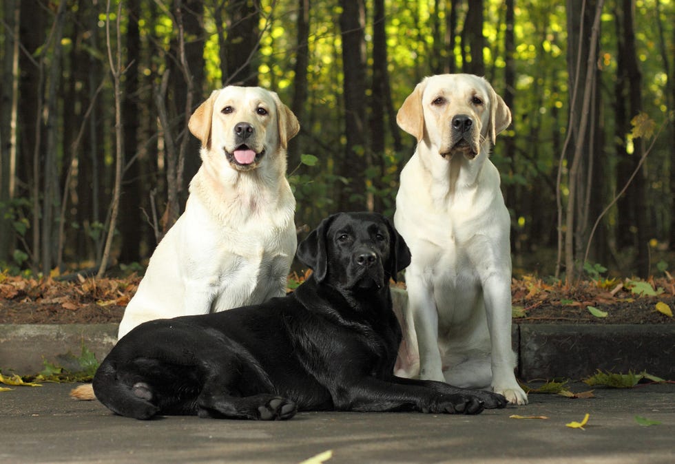 tres perros labradores, dos blancos y uno negro
