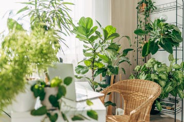 a collection of lots of houseplants in a home office with a desk, laptop and chair in the middle