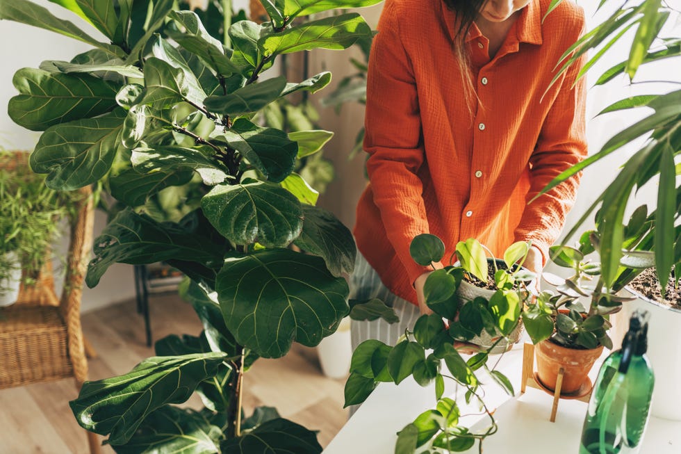 conservatory plants