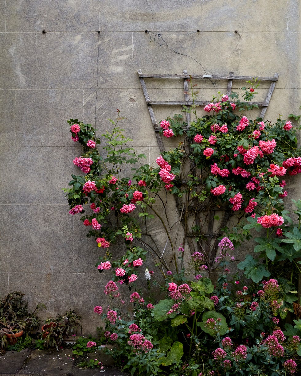 climbing roses