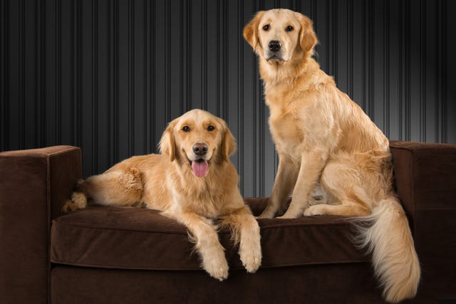 golden retriever vs labrador retriever cual es mejor mascota